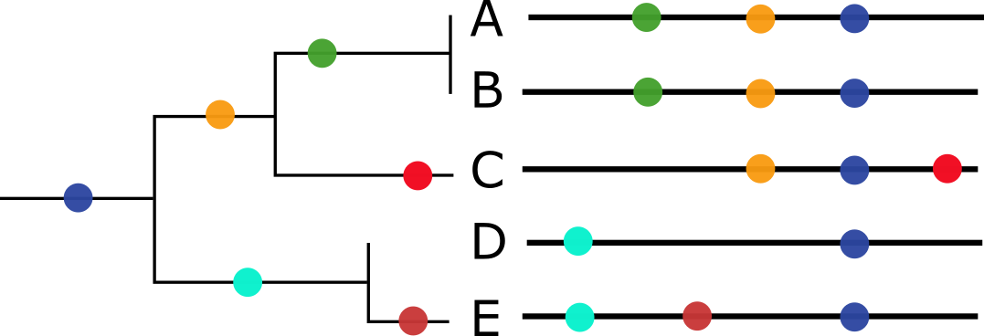 cartoon of phylogenetic tree and corresponding alignment, with samples labelled A-E